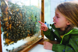 Jay Lawless (aged 4) examines thousands of pollinators in the Bumblearium.