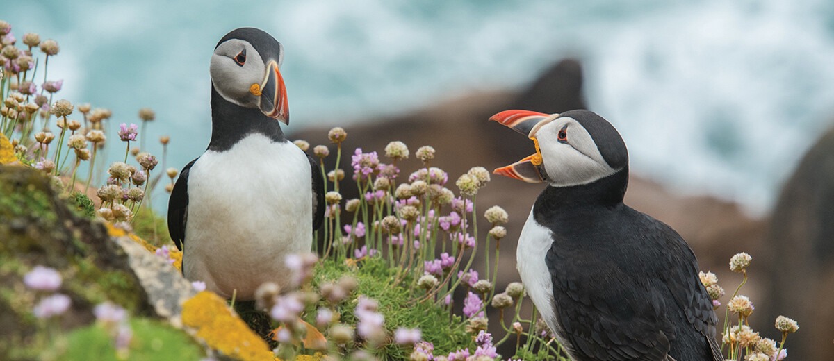 Puffin Talk on Saltee Island